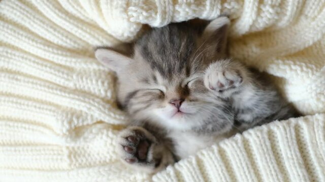 Cute little tabby kitten sleeping in a knitted blanket