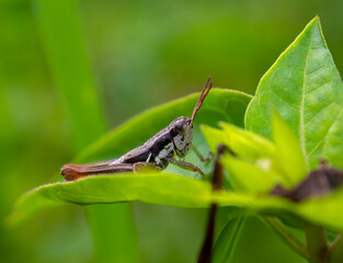 Macro photography of a black and brown grasshopper on a leaf. Captured in a garden near the colonial town of Villa de Leyva, in Colombia.