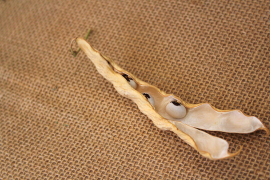 Special Kind Of Bean Phaseolus Vulgaris