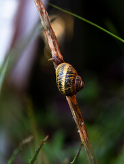 Caracol