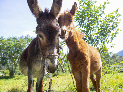 Portrait of a she-donkey and a hinny on a field near the colonial town of Villa de Leyva, in the central Andean Mountains of Colombia.