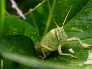 Macro photography of a green grasshopper hidden in some leaves , captured in a garden near the colonial town of Villa de Leyva, in the central Andean mountains of Colombia.