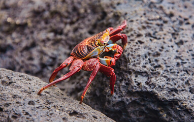 Sally Lightfoot crab (grapsus grapsus), Isla Santa Cruz, Galapagos Islands, Ecuador