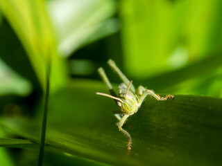 Macro photography of a green grasshopper covered in pollen , captured in a garden near the colonial town of Villa de Leyva, in the central Andean mountains of Colombia.