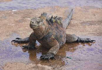 Marine iguana (Amblyrhynchus cristatus), Isla Santa Cruz, Galapagos Islands, Ecuador