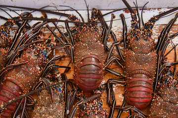 Fresh lobster in the Puerto Ayora Fish Market, Isla Santa Cruz, Galapagos Islands, Ecuador