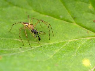 Macro photography of a lynx spider on a leaf with its pray, captured in a garden near the colonial town of Villa de Leyva, in the central Andean mountains of Colombia.