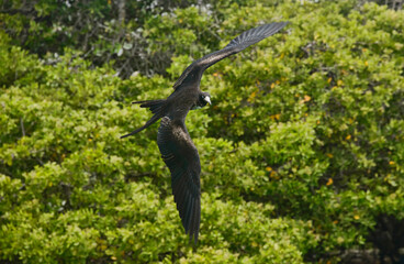 Brown pelican (Pelecanus occidentalis), Isla Santa Cruz, Galapagos Islands, Ecuador 