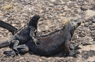 Marine iguana (Amblyrhynchus cristatus), Isla Santa Cruz, Galapagos Islands, Ecuador