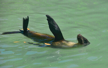 Galapagos sea lion (Zalophus wollebaeki) showing off, Isla Santa Cruz, Galapagos Islands, Ecuador