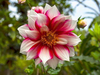 Macro photography of a red and whie dahlia captured in a garden near the colonial town of Villa de Leyva in the central Andean mountains of Colombia.