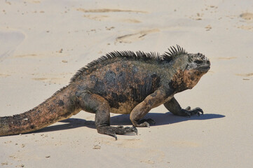Marine iguana (Amblyrhynchus cristatus), Tortuga Bay, Isla Santa Cruz, Galapagos Islands, Ecuador