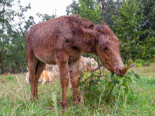 A very wet brown hinny grazzing in a field near the colonial town of Villa de Leyva, in the central andean Mountains of Colombia.