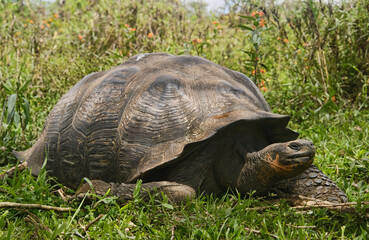 Obraz premium Galapagos giant tortoise (Chelonoidis nigra), El Chato Reserve, Galapagos Islands, Ecuador
