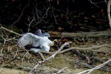 枝に止まる直前のオオタカ成鳥