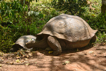 Galapagos giant tortoise (Chelonoidis nigra), El Chato Reserve, Galapagos Islands, Ecuador