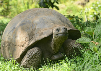 Fototapeta premium Galapagos giant tortoise (Chelonoidis nigra), El Chato Reserve, Galapagos Islands, Ecuador