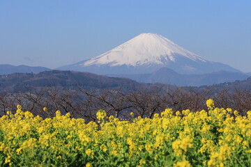 菜の花