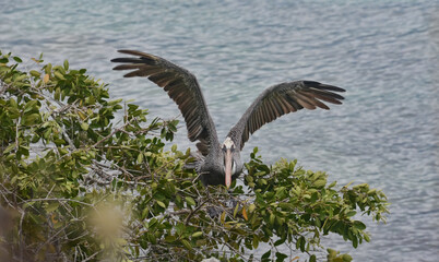 Brown pelicans (Pelecanus occidentalis), Isla Santa Cruz, Galapagos Islands, Ecuador 