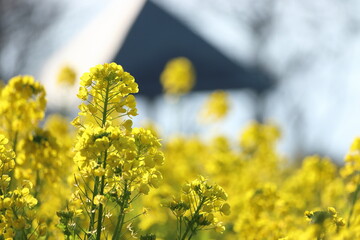 菜の花