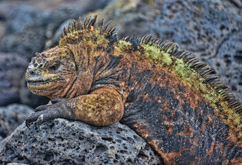 Marine iguana (Amblyrhynchus cristatus), Tortuga Bay, Isla Santa Cruz, Galapagos Islands, Ecuador 
