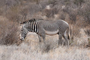 Fototapeta na wymiar Grevy's zebra in Samburu National Reserve, Kenya