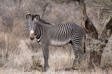 Grevy's zebra in Samburu National Reserve, Kenya