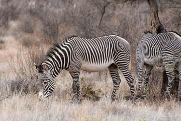 Fototapeta na wymiar Grevy's zebra in Samburu National Reserve, Kenya