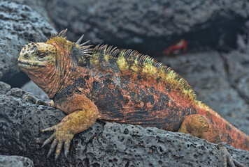 Marine iguana (Amblyrhynchus cristatus), Tortuga Bay, Isla Santa Cruz, Galapagos Islands, Ecuador 