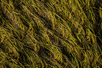 Rice fields pattern background, Thailand