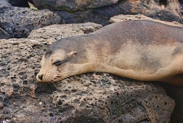 Galapagos sea lion (Zalophus wollebaeki) showing off, Isla Santa Cruz, Galapagos Islands, Ecuador