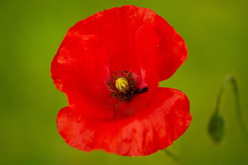 Macro of poppy flowerhead in meadow