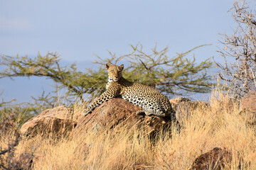 Leopard in Samburu National Reserve, Kenya