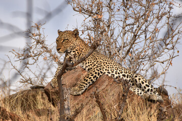 Leopard in Samburu National Reserve, Kenya