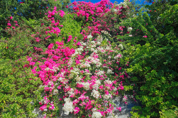 Fototapeta na wymiar Bougainvillea glabra, the lesser bougainvillea or paperflowe, Flowers on the wall at Diamond Head Rd, Oahu Hawaii 