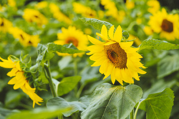 Sunflowers on the farm, North Shore of Oahu, Hawaii