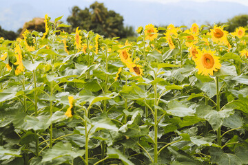 Sunflowers on the farm, North Shore of Oahu, Hawaii