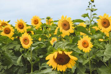 Obraz premium Sunflowers on the farm, North Shore of Oahu, Hawaii
