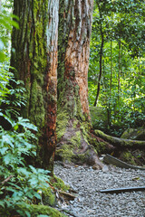 Manoa Falls Trail, Oahu, Hawaii