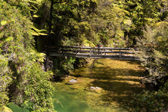 Adult woman standing on a wooden pedestrian bridge looking into the beautiful, clear Torrent River flowing through the forest of Able Tasman National Park, New Zealand.