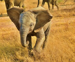 Baby elephant running along the Bushveld in South Africa.