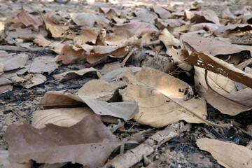 Brown Teak leaf close up