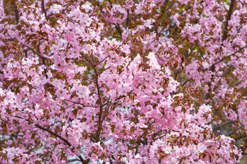 Blossoming cherry as a natural spring background.