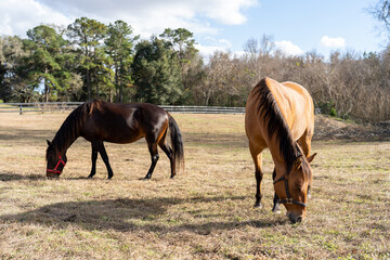 Two horses grazing on farm