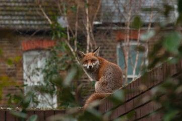 Red fox (Vulpes vulpes) wandering on top of brick wall spiked with broken glass during his early morning visit in residential gardens in north London, UK.