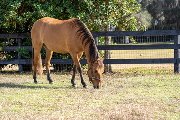 Horse grazing on farm