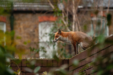 Red fox (Vulpes vulpes) wandering on top of brick wall spiked with broken glass during his early morning visit in residential gardens in north London, UK.