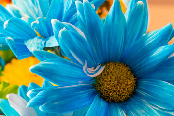 Obraz premium Macro images of a bouquet of colorful flowers