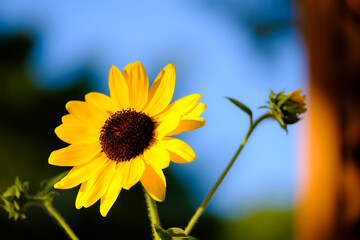 ヒマワリ
Sunflower