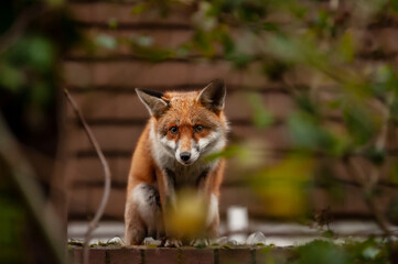 Naklejka na ściany i meble Red fox (Vulpes vulpes) wandering on top of brick wall spiked with broken glass during his early morning visit in residential gardens in north London, UK.